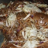 Baby Crab Seafood