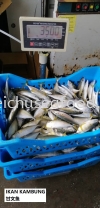 Ikan Kembung Frozen Fish