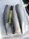 Saba Mackerel Fillet (Norway) Frozen Fish Fillet English Version