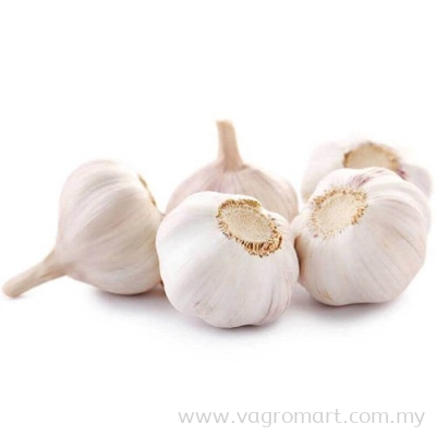 White Garlic