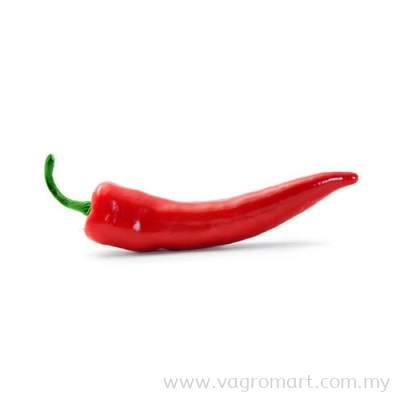 Red Chili (B)