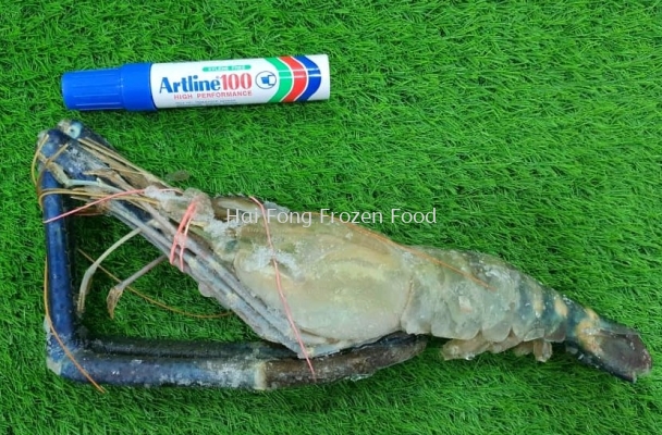 Fresh Water Prawn (U3) 