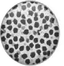 Aluminum Oxide Filter Membrane