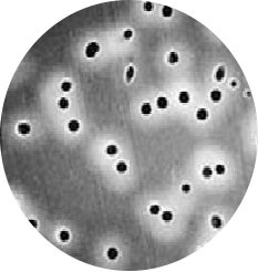 Hydrophilic Polycarbonate (PCTE) Filter Membrane