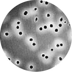 Hydrophobic Polycarbonate (PCTE) Filter Membranes