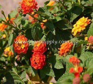 Lantana Camara (Lantana)