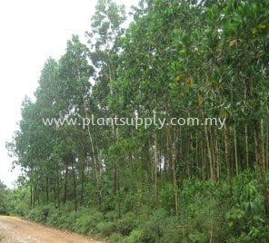 Acacia Mangium (Broad-leaved Acacia)