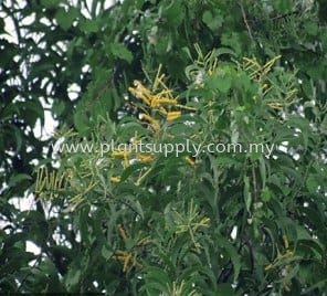 Acacia Auriculiformis (Yellow Acacia)