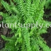 Fern Plants GreenWall