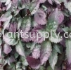 Ground Cover Plants GreenWall
