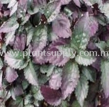 Ground Cover Plants