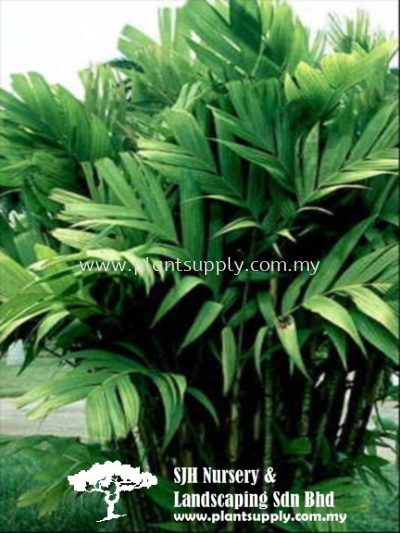 P011001 Pinanga Kuhlii (Ivory Cane Palm)