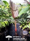 P010104 Areca vestiaria (Orange Crownshaft Palm) Palms and Cycads