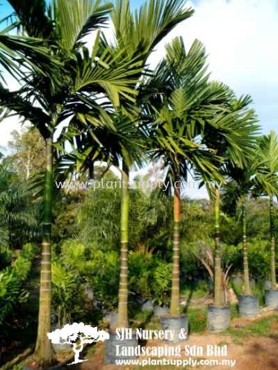 P010103 Areca Catechu (Betel Nut Palm)