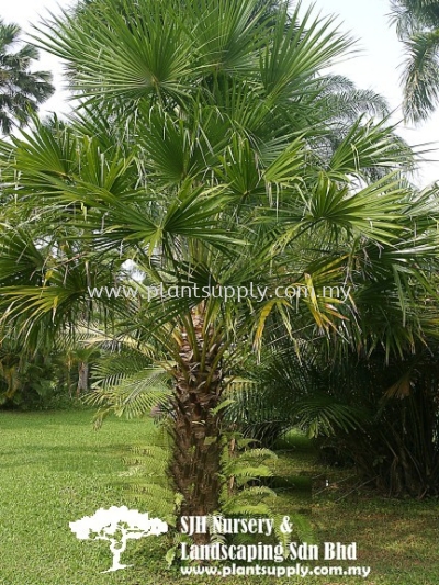 P010702 Livistona Australis (Australian Fan Palm)