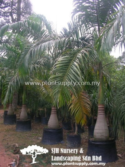 P020103 Roystonea Oleracea (Cabbage Palm) 