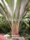 P020105 Salacca Magnifica (Salak) Palms and Cycads