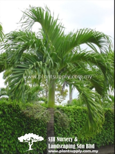 P020201 Veitchia Merrillii (Manila Palm)