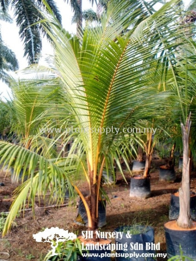 P010304 Cocos Nucifera 'Red' (Kelapa Merah)