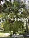 P010203 Brahea Edulis (Guadaloupe Palm) Palms and Cycads