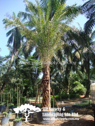P010905 Phoenix Sylvestris (Silver Date Palm) ִ̿