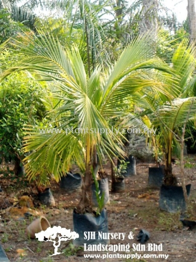 P010305 Cocos Nucifera 'Yellow' (Kelapa Kuning)