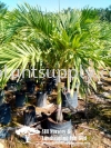 P010102 Areca Catechu Var (White Betel Nut Palm) Palms and Cycads