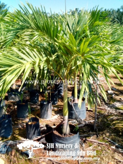 P010102 Areca Catechu Var (White Betel Nut Palm)