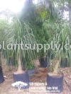 T010305 Beaucarnea Recurvata (Elephant's Foot, PonyTail) Trees