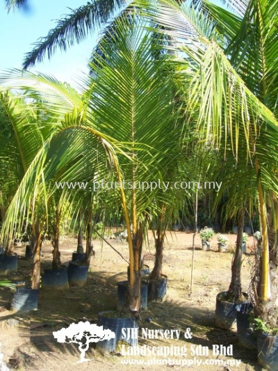 T010702 Coconut Nucifera 'Yellow' (Kelapa Kuning)