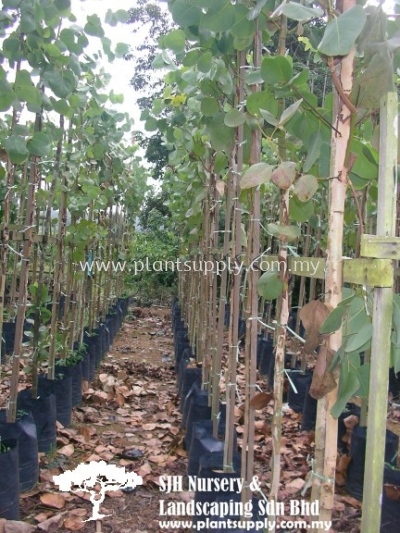 T010902 Eucalyptus Alba (White Gum)