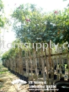 T010901 Erythrina Glauca (Coral Tree) Trees