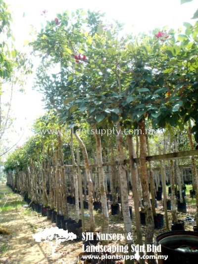 T010901 Erythrina Glauca (Coral Tree)