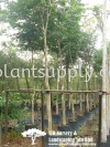 T010404 Caesalpinia Ferrea (Brazilian Ironwood, Leopard Tree) Trees