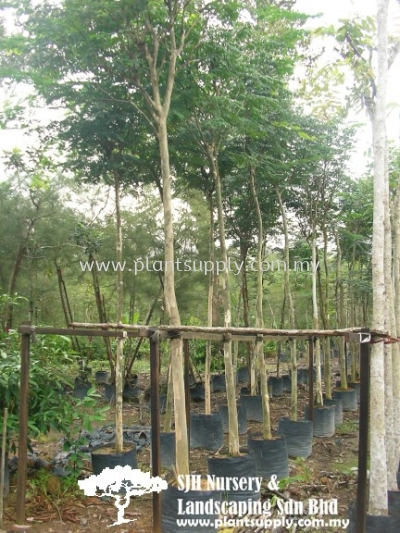 T010404 Caesalpinia Ferrea (Brazilian Ironwood, Leopard Tree)