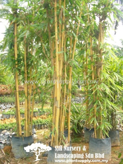 T010301 Bambusa Vulgaris (Buddha Bamboo)