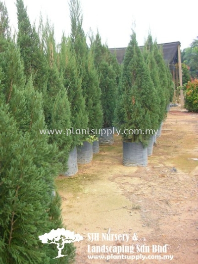 T010604 Christmas Tree (Juniperus Chinensis)