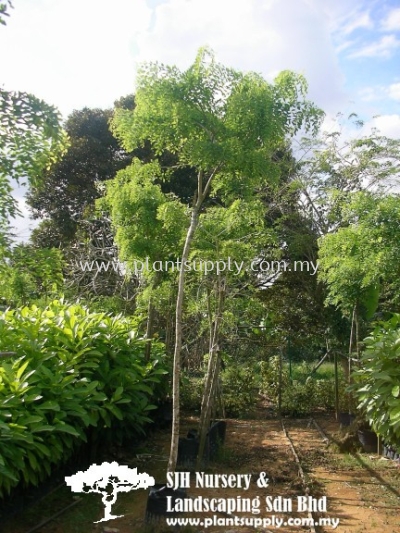 T010801 Dalbergia Oliveri (Tamalan Tree)