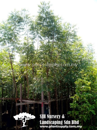 T010204 Azadirachta Indica (Neem Tree)