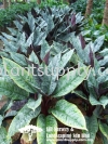 S010302 Aglaonema Hybrid Shrubs