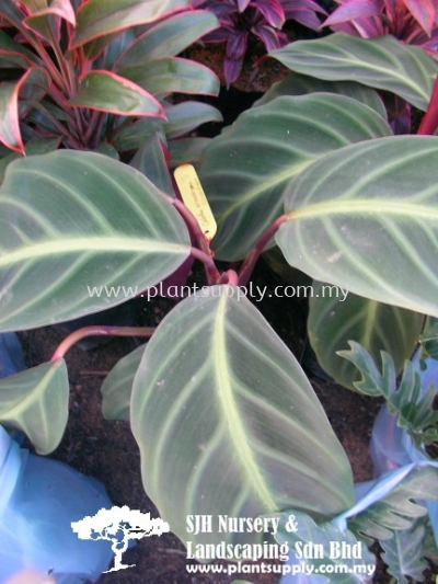 S010905 Calathea Ecuatoriana