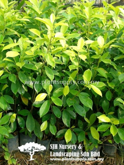 S030903 Ficus Microcarpa 'Golden' (Indian Laurel Fig)