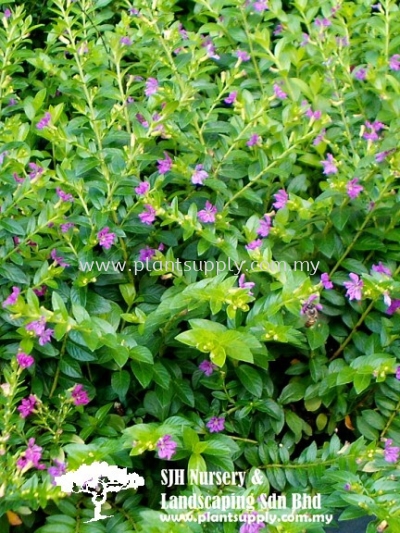 S030103 Cuphea Hyssopifolia (False Heather)