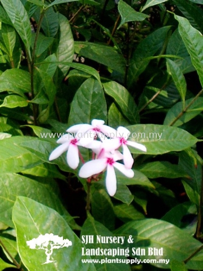 S050503 Kopsia Fruticosa (Pink Kopsia)