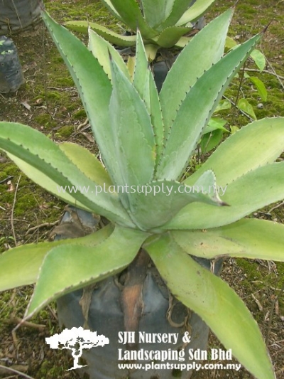 S010205 Agave Attenuata