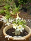 S010105 Adenium Obesum 'Alba' Shrubs