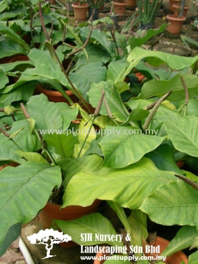 S010604 Anthurium Plowmanii (Jungle Bush)