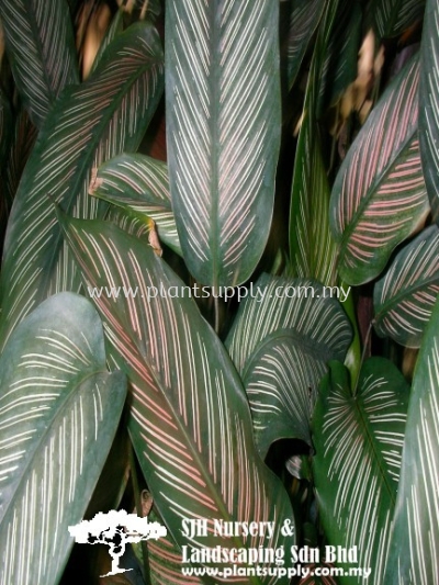 S011003 Calathea Majestica 'Albolineata'