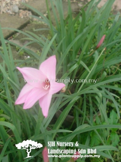 S040101 Habranthus Gracilifolius (Rain Lily)