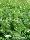 S030102 Cuphea Hyssopifolia 'Alba' (Cuphea) Shrubs